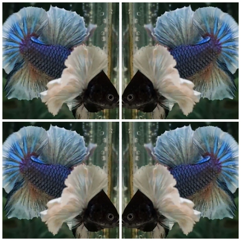 Blue Dumbo Black Head