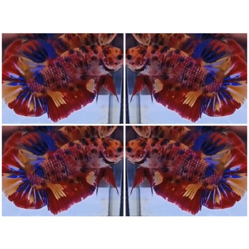 Giant Candy (6cm)