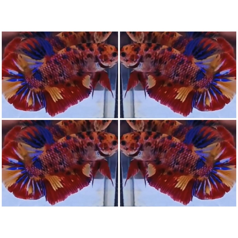 Giant Candy (6cm)