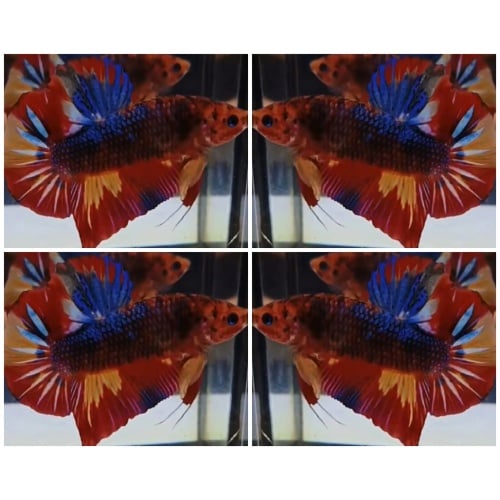 Giant Multicolour (6cm)