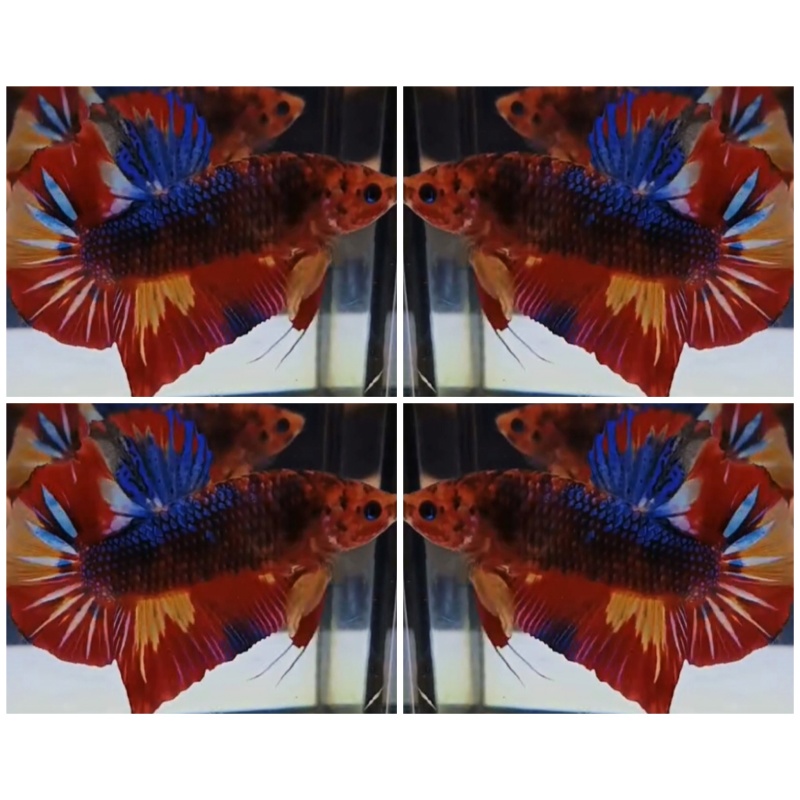 Giant Multicolour (6cm)