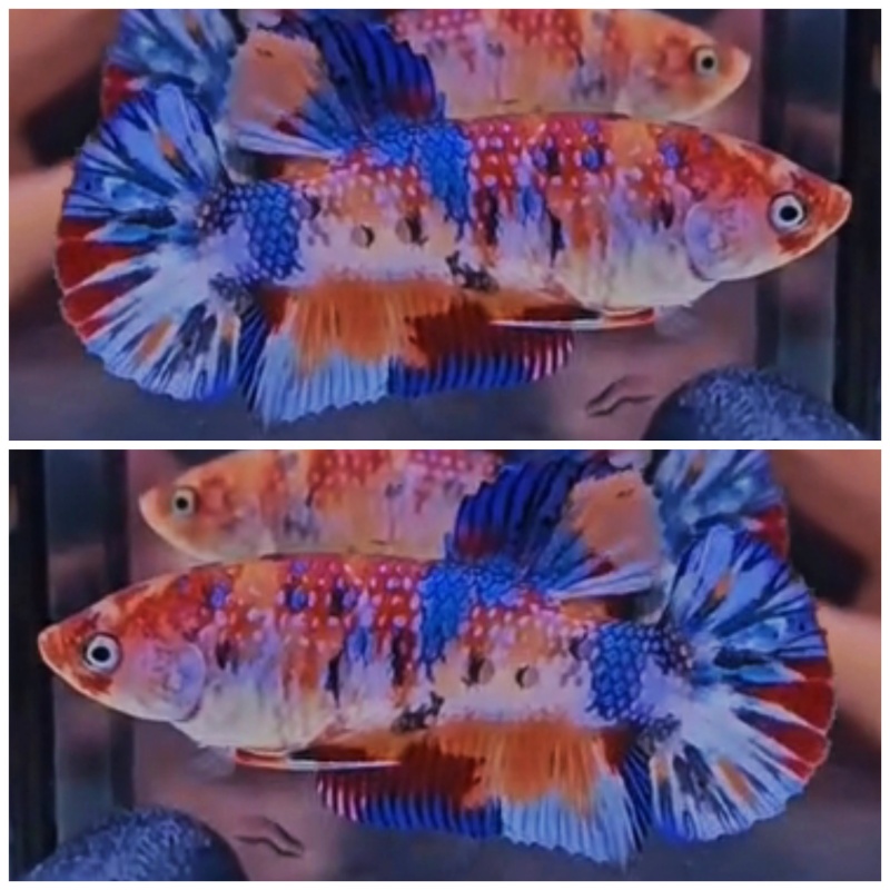 Giant Metallic Multicolour Female (5cm)