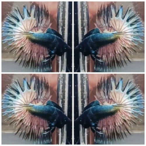 Best Copper Crowntail