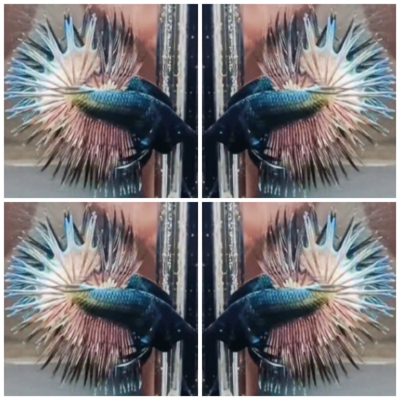 Best Copper Crowntail