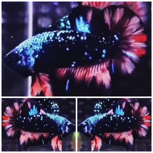 Avatar Monster
