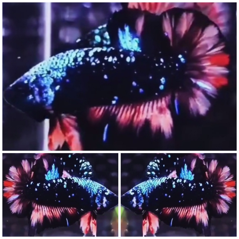 Avatar Monster