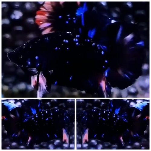 Black Star Galaxy