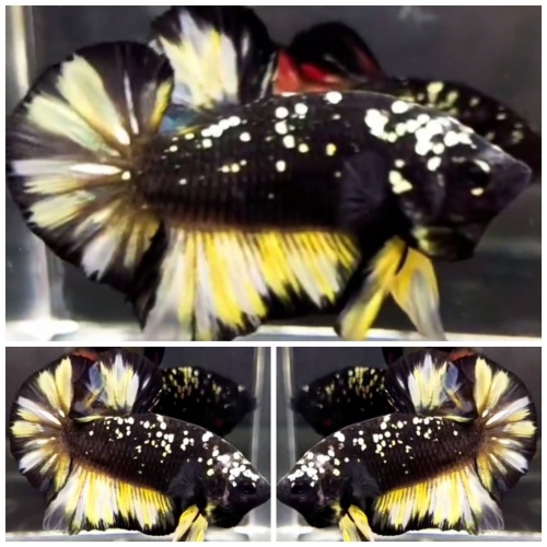 Best Avatar Yellow Copper