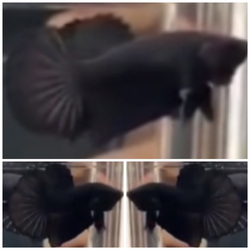 Pair Super Black