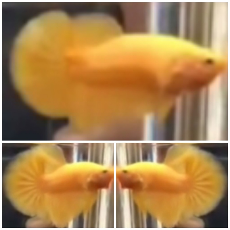 Pair Super Yellow
