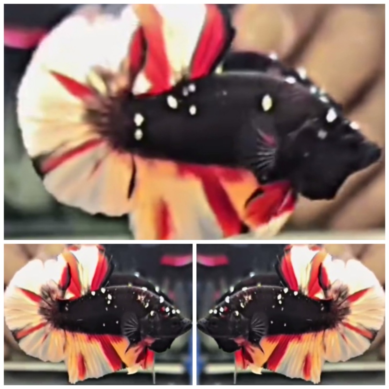 Avatar Nemo #2
