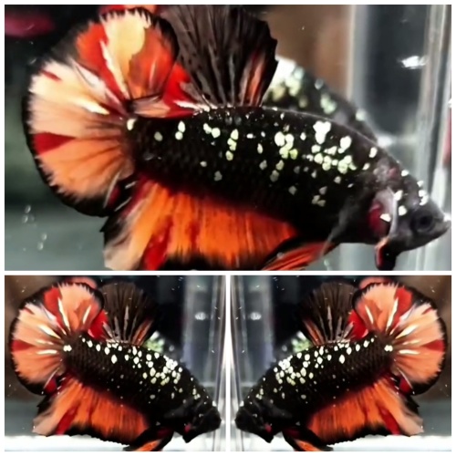 Avatar Nemo #1
