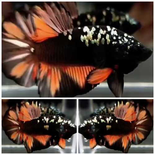 Avatar Nemo #3