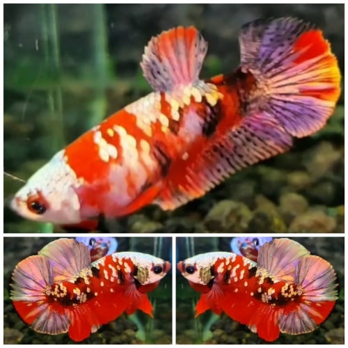 Best Pair Red Koi Copper