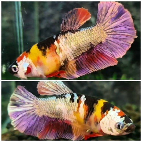 Female Candy Copper