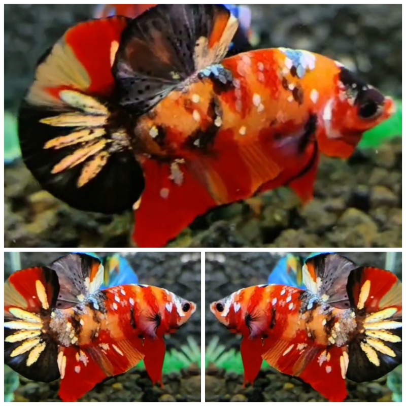 Red Fancy Copper