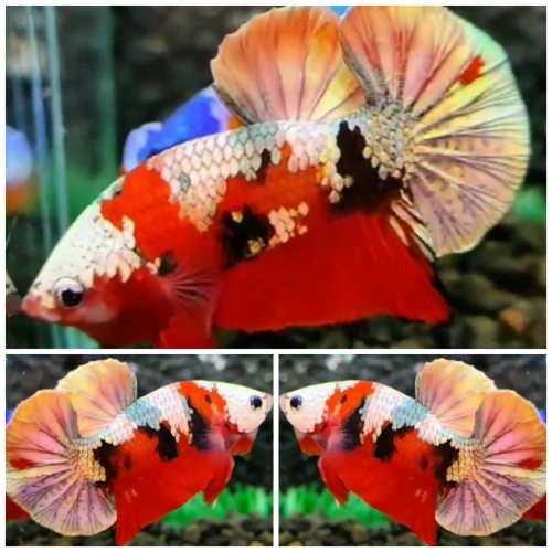 Red Koi Copper