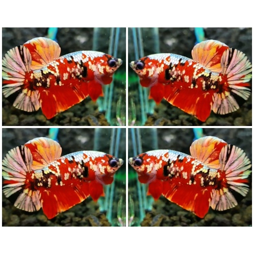 Red Koi Copper Galaxy