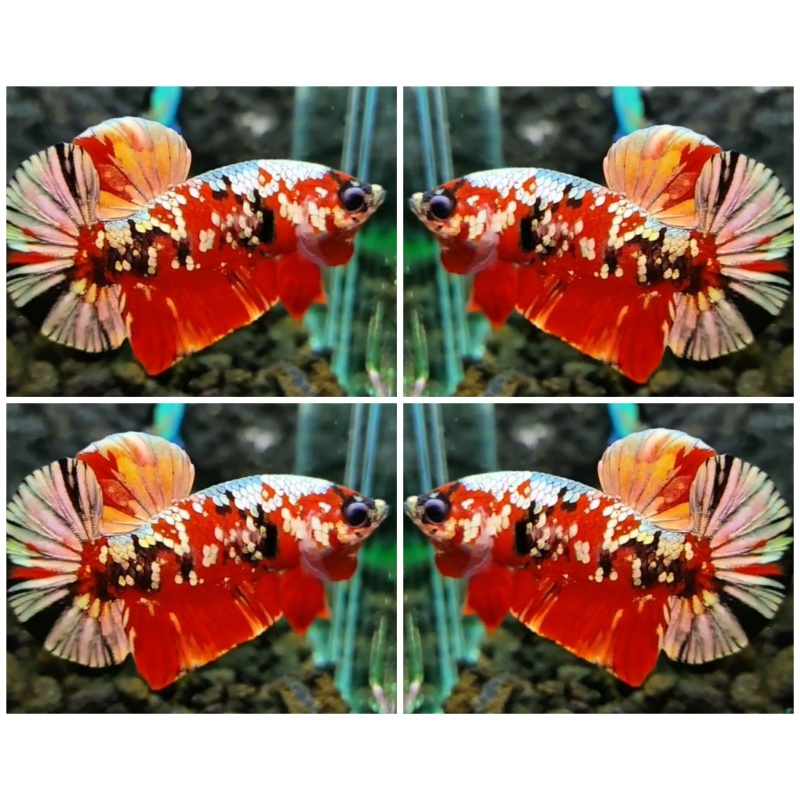 Red Koi Copper Galaxy