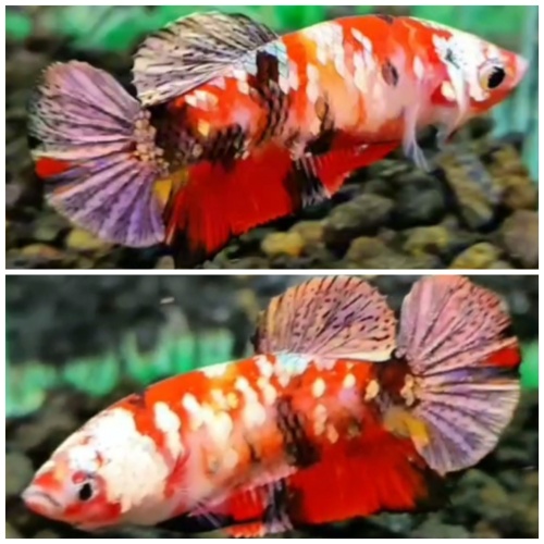 Female Red Koi Copper