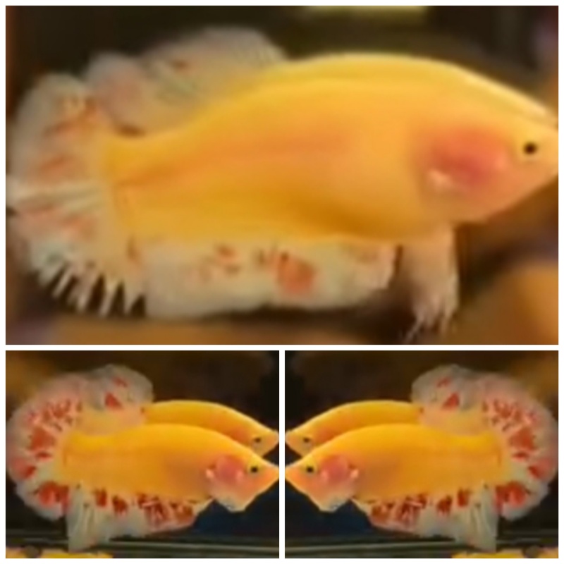 Pair Yellow Vandas