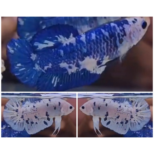 Young Pair Giant Blue DOT (5cm)