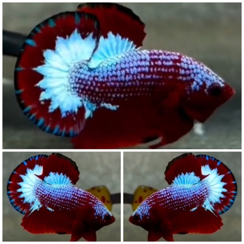 Red Fancy Big Tail