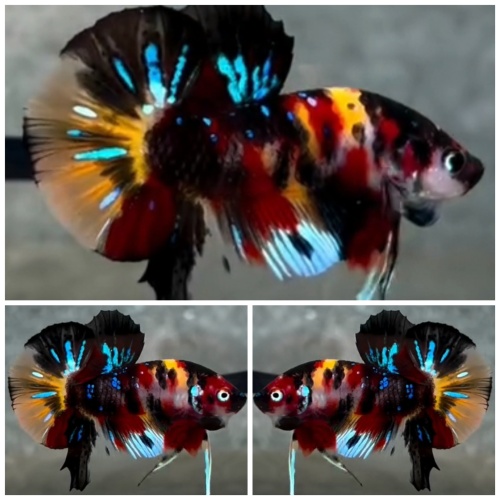 Black Nemo
