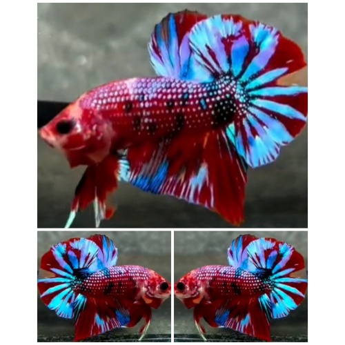 Best Red Multicolour