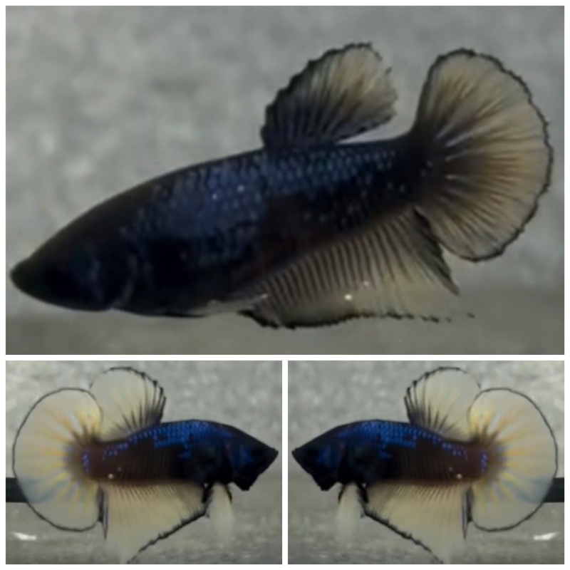 Pair Blue Gas
