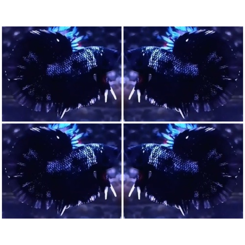 Avatar Black Nebula
