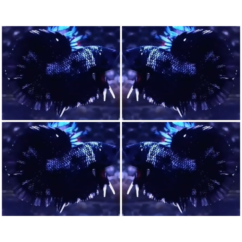 Avatar Black Nebula