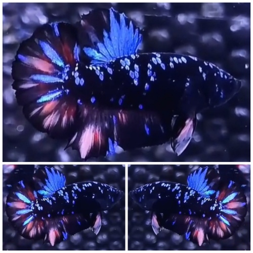 Avatar Variation