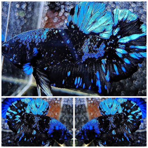 Top Avatar Nebula