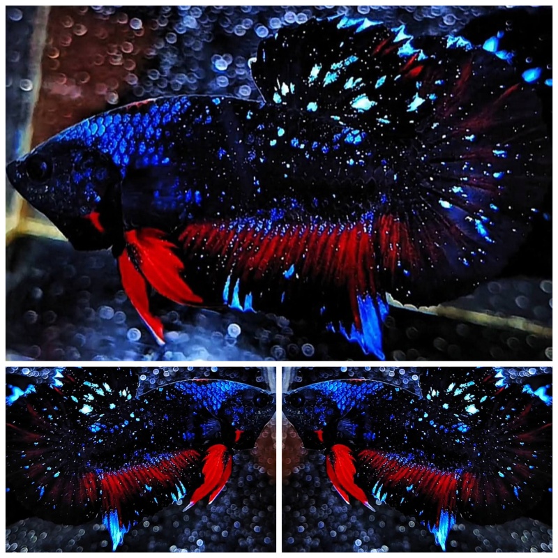 Top Avatar Stardust