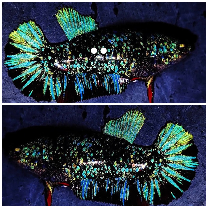 Female Avatar Nebula