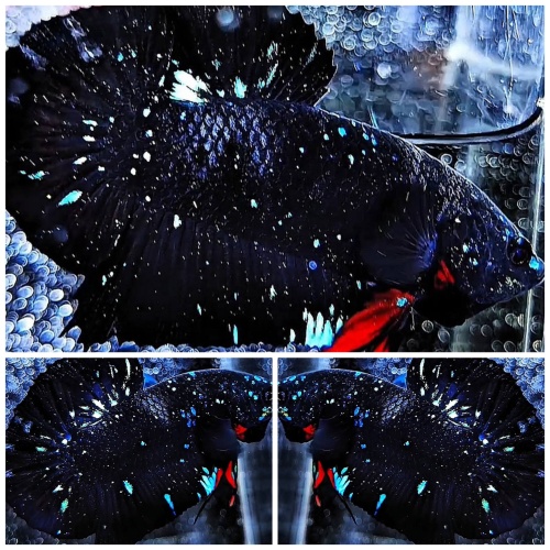 Black Stardust #1