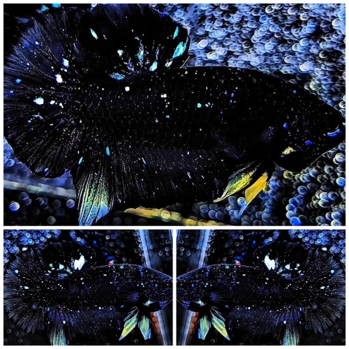 Black Stardust #3