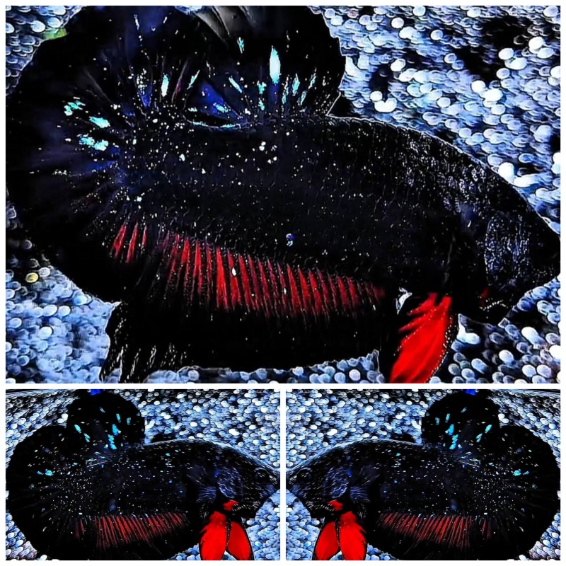 Black Stardust #2