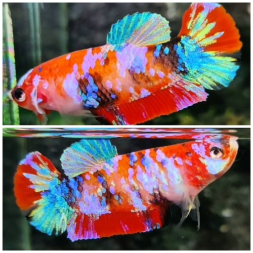 Female Multicolour