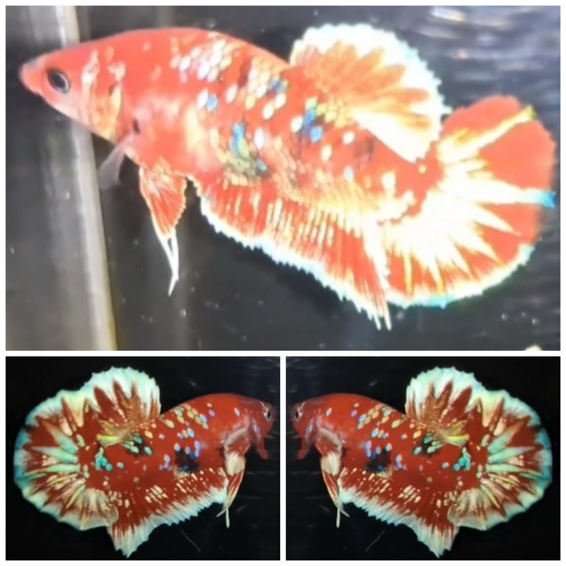 Pair Red Barongsai #1
