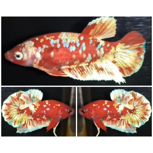 Pair Red Barongsai #2