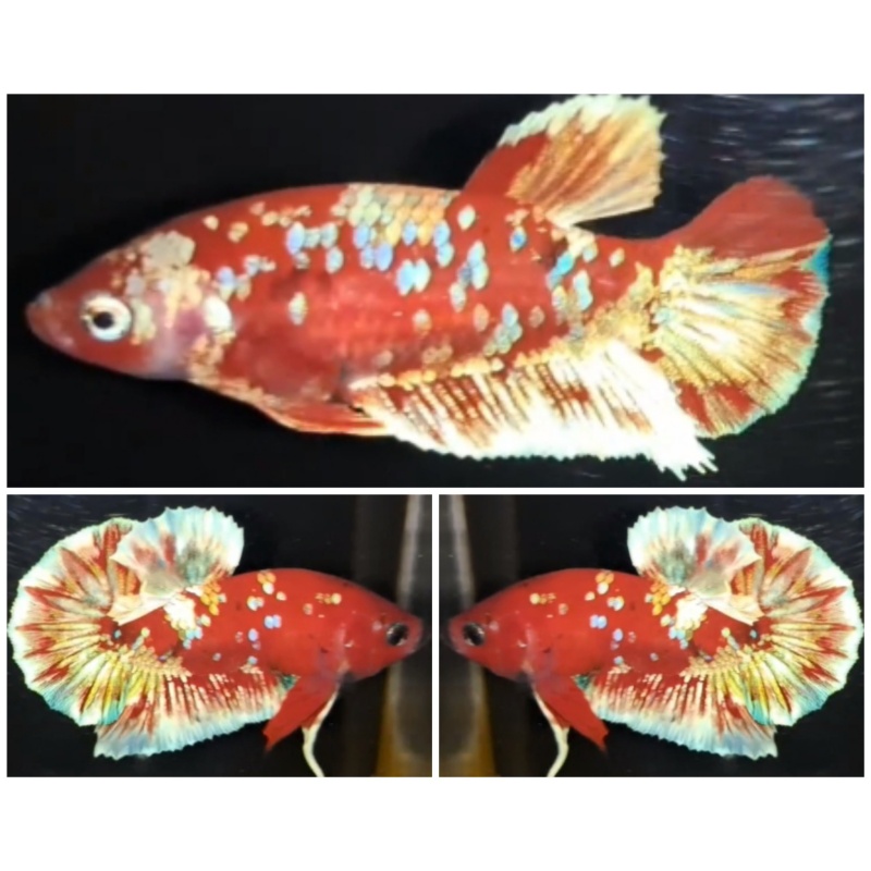 Pair Red Barongsai #2