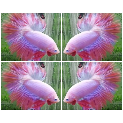 Pink Rosetail
