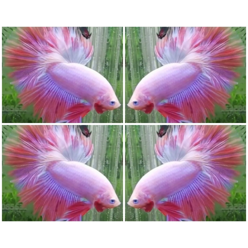 Pink Rosetail