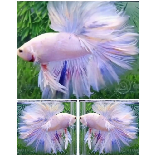 White Fancy Rosetail