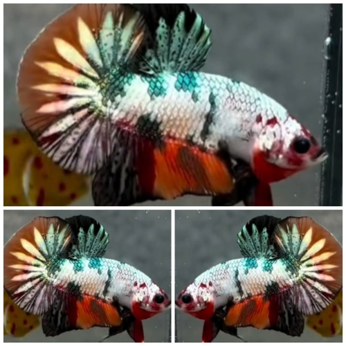 Nemo Copper
