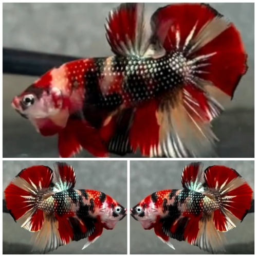 Fancy Copper