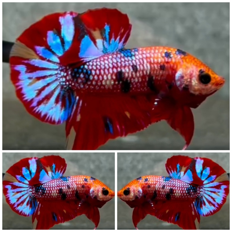 Metalic Multicolour #2