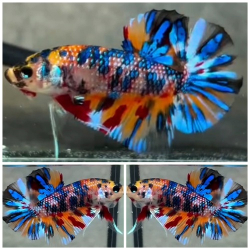 Metallic Multicolour #1